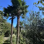 View Palm Garden Lugano